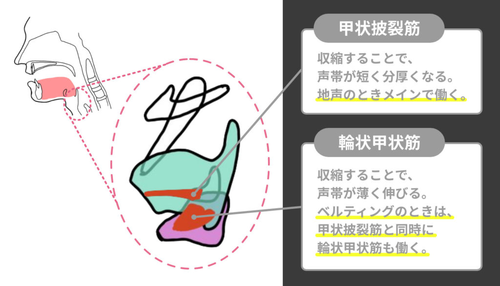 甲状披裂筋と輪状甲状筋_Voick